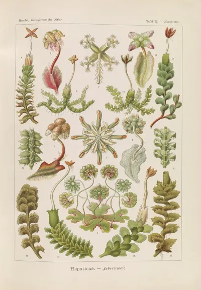 Hepaticae Lebermoose