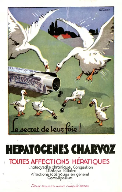 Hepatogenes Charvoz 2