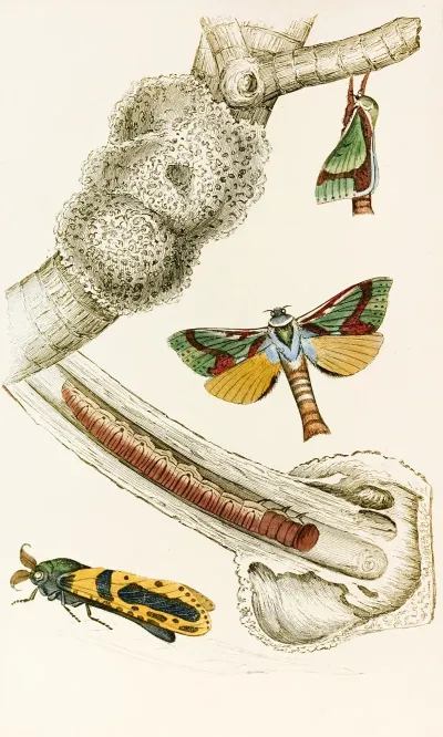 Hepialus Lignivorus Zeuzera Minea