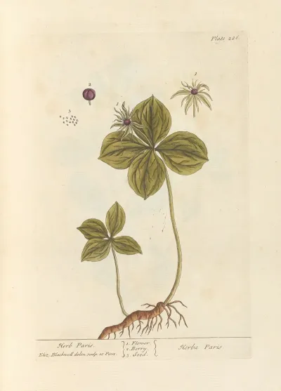 Herb Paris
