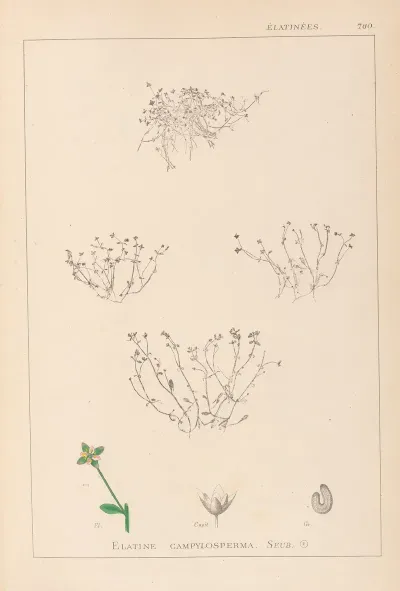 Herbier De La Flore Francaise Pl 0002