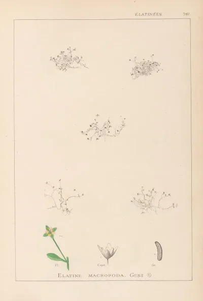 Herbier De La Flore Francaise Pl 0003