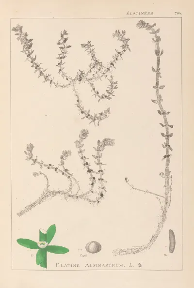 Herbier De La Flore Francaise Pl 0006