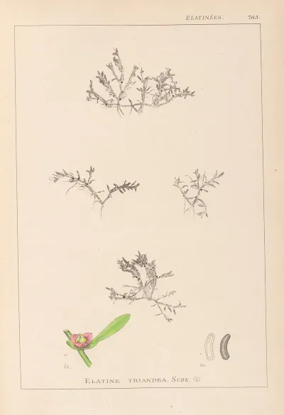 Herbier De La Flore Francaise Pl 0007