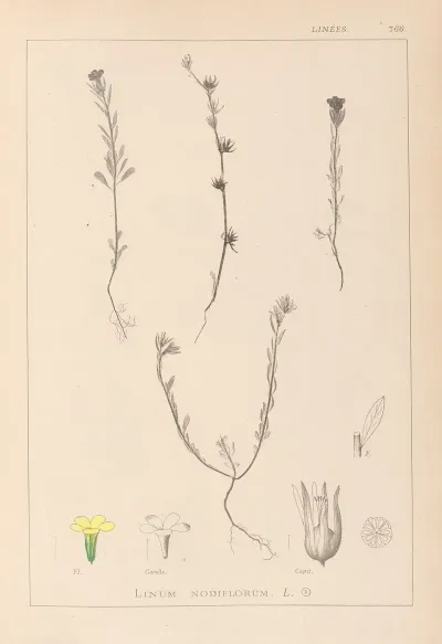 Herbier De La Flore Francaise Pl 0008
