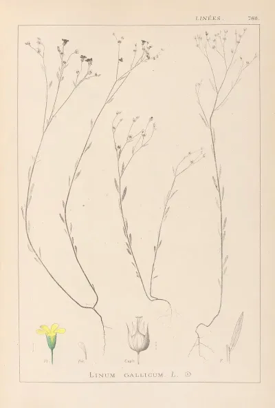 Herbier De La Flore Francaise Pl 0010