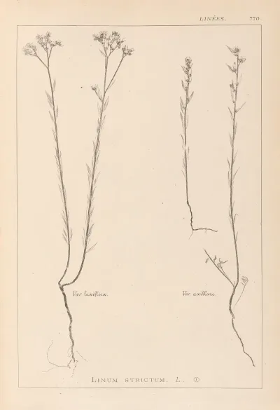 Herbier De La Flore Francaise Pl 0012