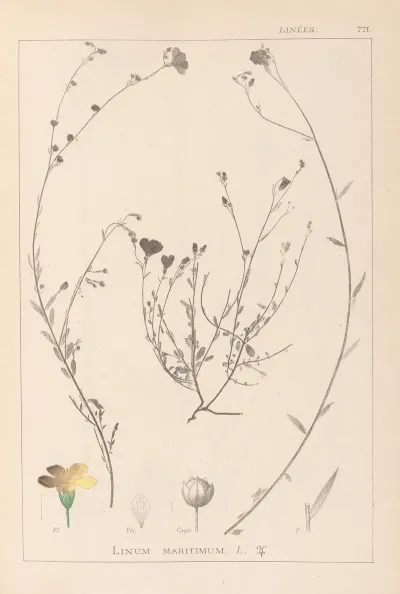 Herbier De La Flore Francaise Pl 0013