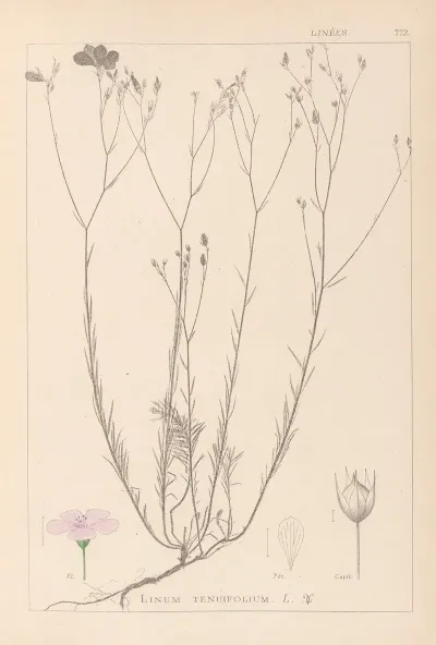 Herbier De La Flore Francaise Pl 0015