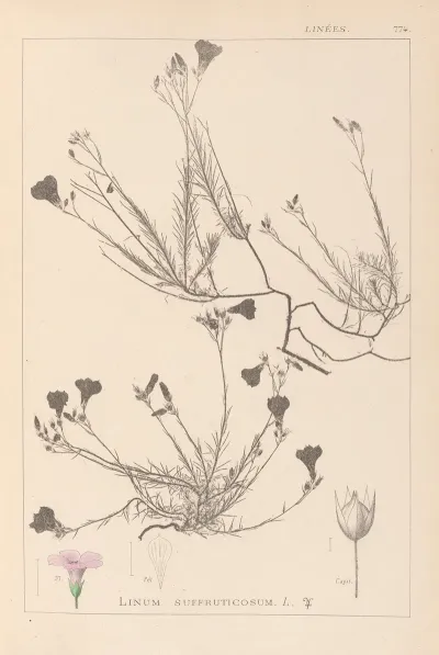 Herbier De La Flore Francaise Pl 0016