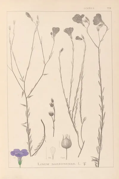 Herbier De La Flore Francaise Pl 0017