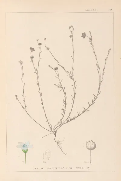 Herbier De La Flore Francaise Pl 0018