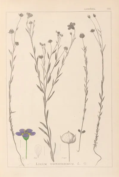 Herbier De La Flore Francaise Pl 0019