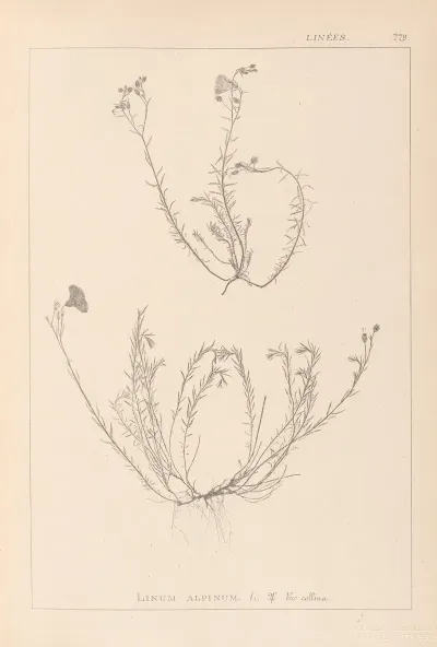 Herbier De La Flore Francaise Pl 0021