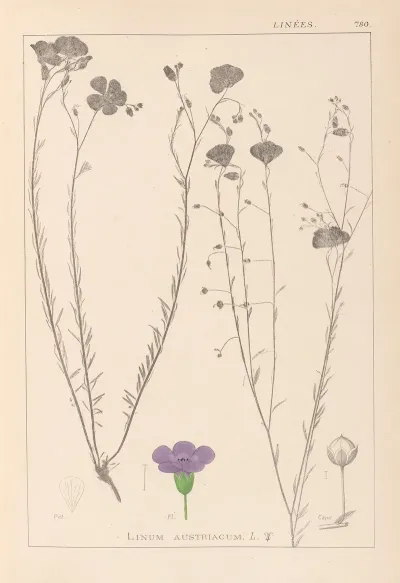 Herbier De La Flore Francaise Pl 0022