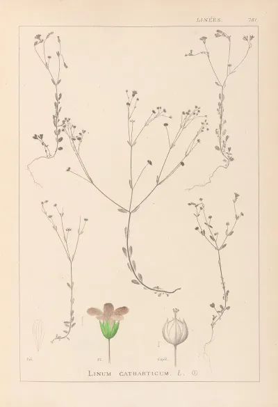 Herbier De La Flore Francaise Pl 0023