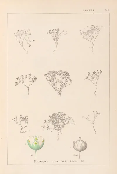 Herbier De La Flore Francaise Pl 0024