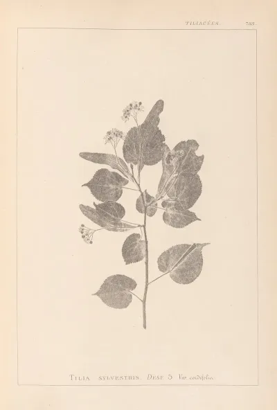 Herbier De La Flore Francaise Pl 0027