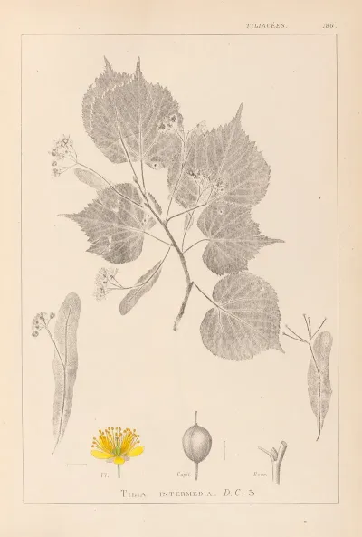 Herbier De La Flore Francaise Pl 0028