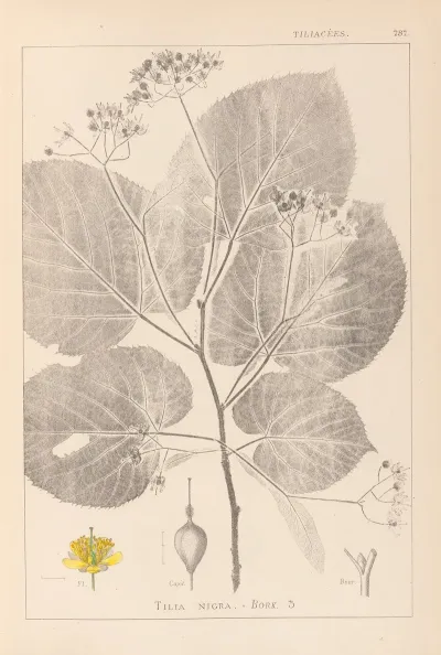 Herbier De La Flore Francaise Pl 0029