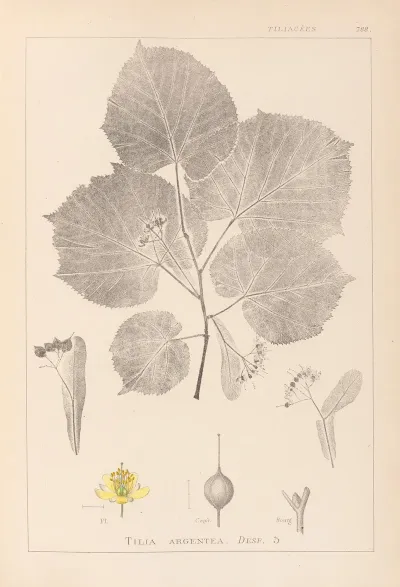 Herbier De La Flore Francaise Pl 0030