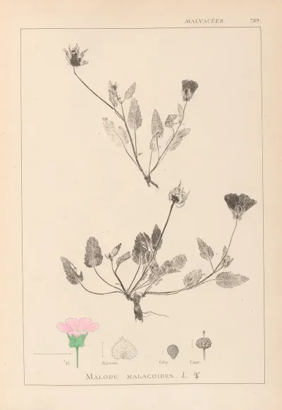 Herbier De La Flore Francaise Pl 0031