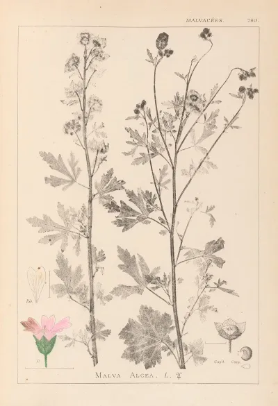 Herbier De La Flore Francaise Pl 0032