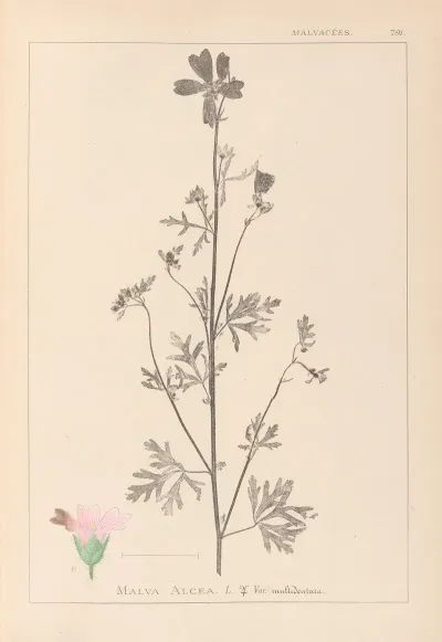 Herbier De La Flore Francaise Pl 0033