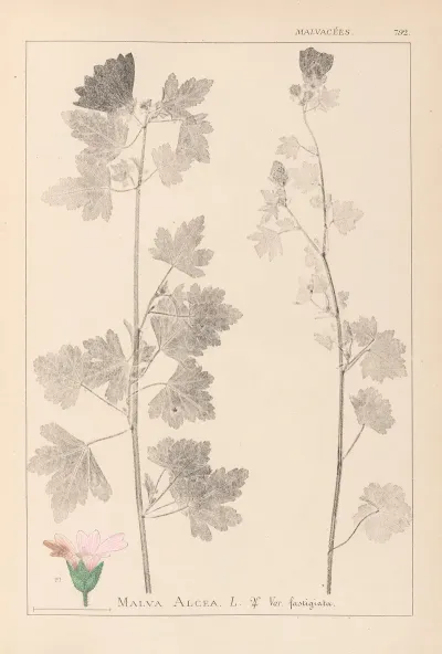Herbier De La Flore Francaise Pl 0034