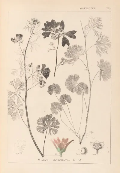 Herbier De La Flore Francaise Pl 0035