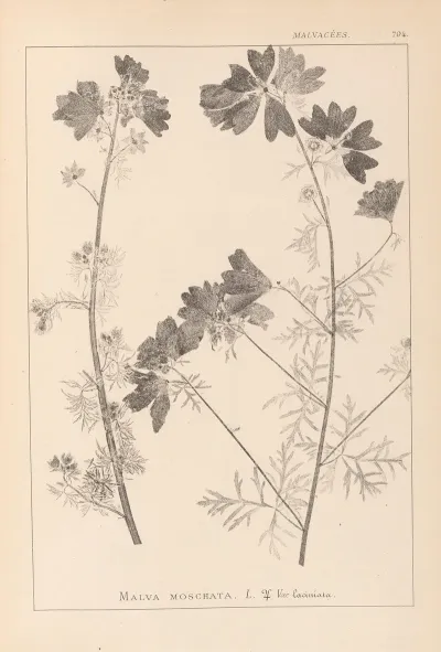 Herbier De La Flore Francaise Pl 0036