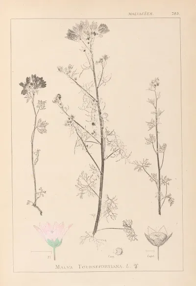 Herbier De La Flore Francaise Pl 0037