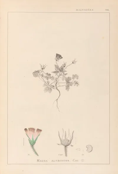 Herbier De La Flore Francaise Pl 0038