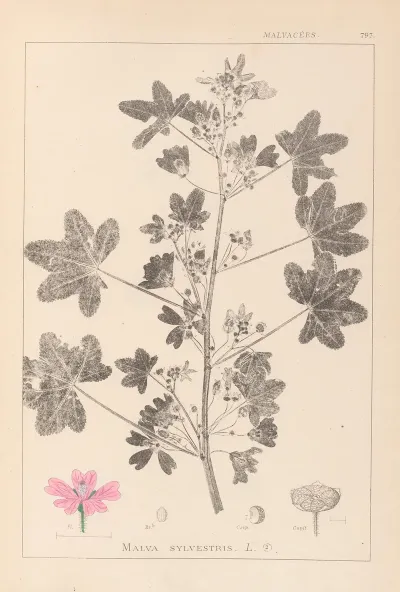 Herbier De La Flore Francaise Pl 0039