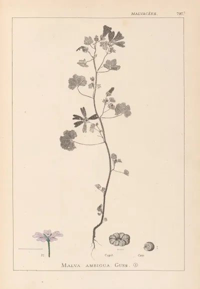 Herbier De La Flore Francaise Pl 0040