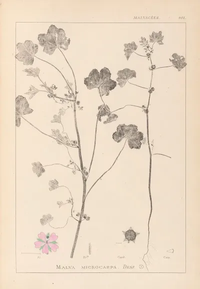 Herbier De La Flore Francaise Pl 0044