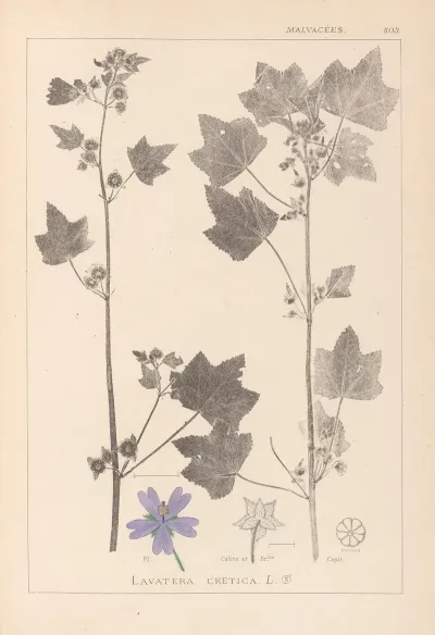 Herbier De La Flore Francaise Pl 0046