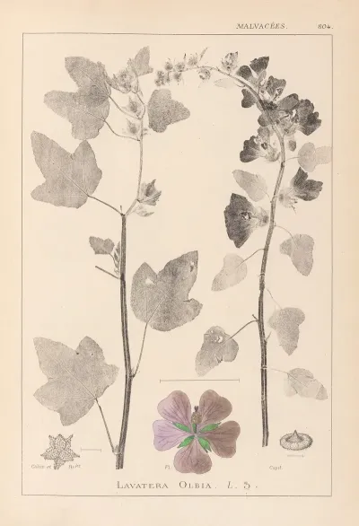 Herbier De La Flore Francaise Pl 0047