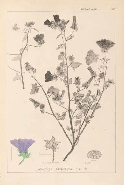 Herbier De La Flore Francaise Pl 0049