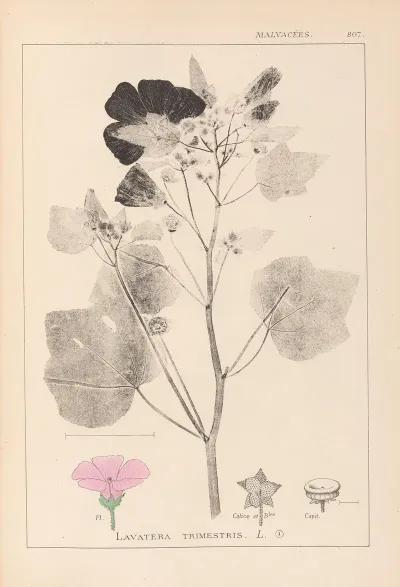 Herbier De La Flore Francaise Pl 0050