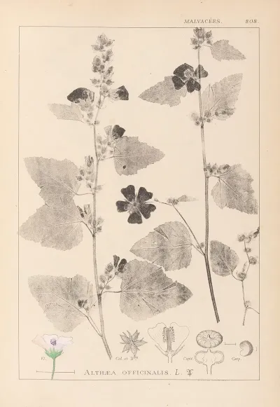 Herbier De La Flore Francaise Pl 0051