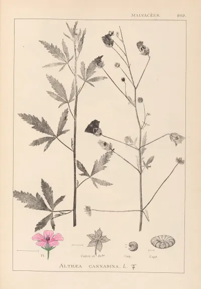Herbier De La Flore Francaise Pl 0052
