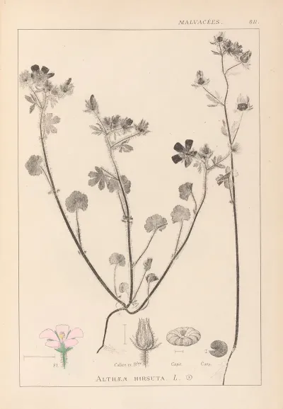 Herbier De La Flore Francaise Pl 0054