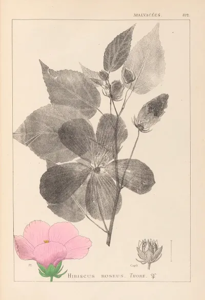 Herbier De La Flore Francaise Pl 0055