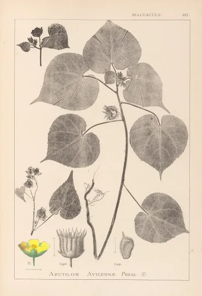 Herbier De La Flore Francaise Pl 0056