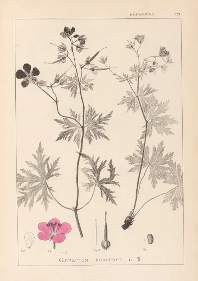 Herbier De La Flore Francaise Pl 0058