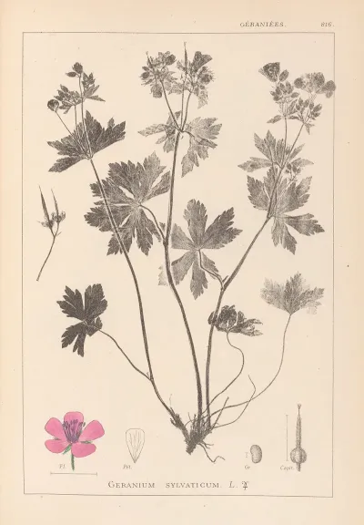 Herbier De La Flore Francaise Pl 0059