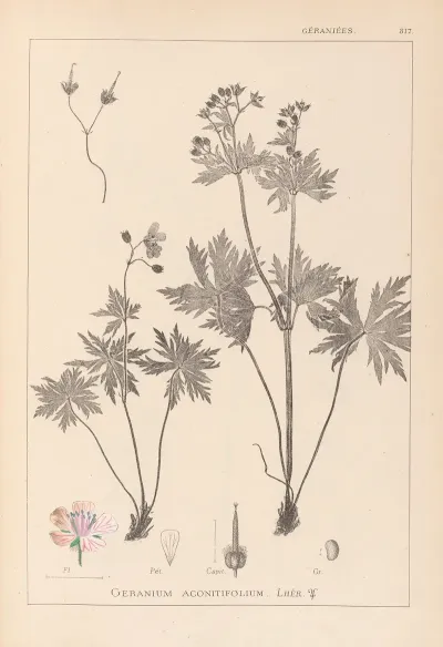 Herbier De La Flore Francaise Pl 0060