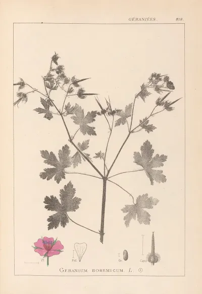 Herbier De La Flore Francaise Pl 0061