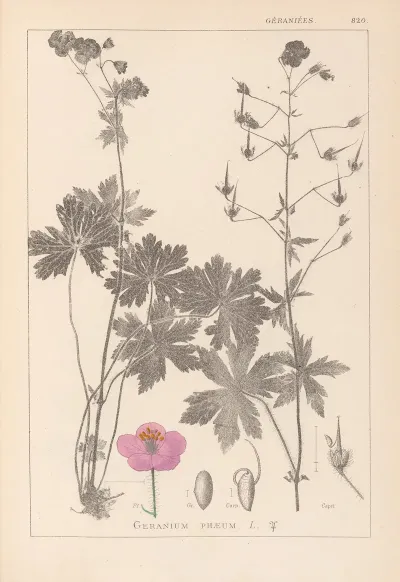 Herbier De La Flore Francaise Pl 0063